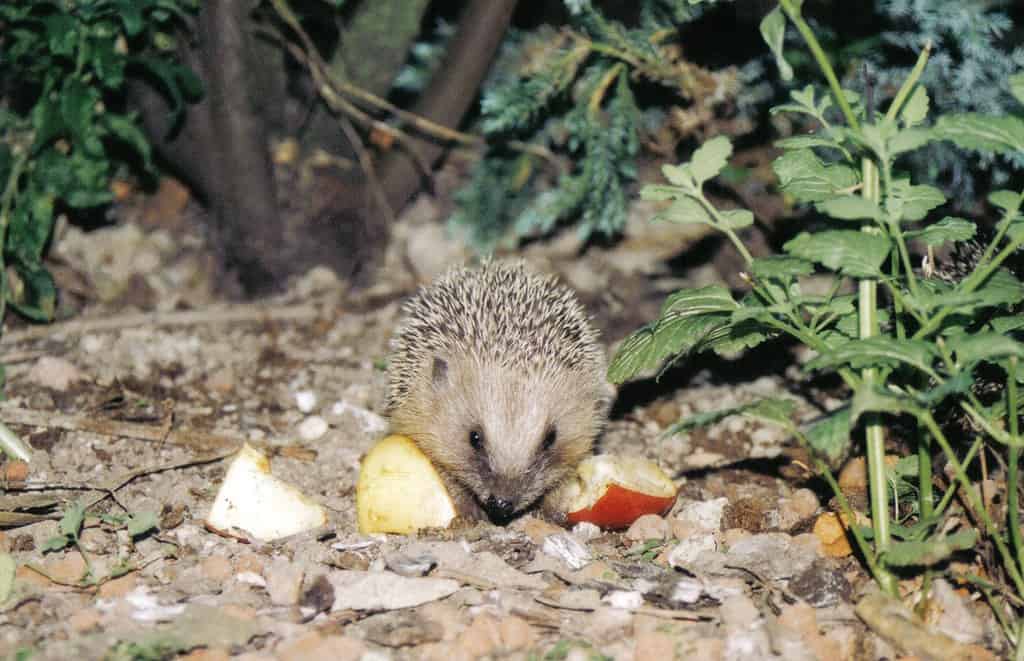 Can Hedgehogs Eat Fruit? 6 Facts About Their Diet