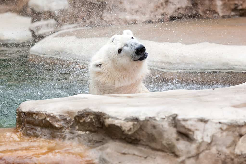 Yes, Polar Bears Can Swim! 9 Facts About These Amazing Swimmers