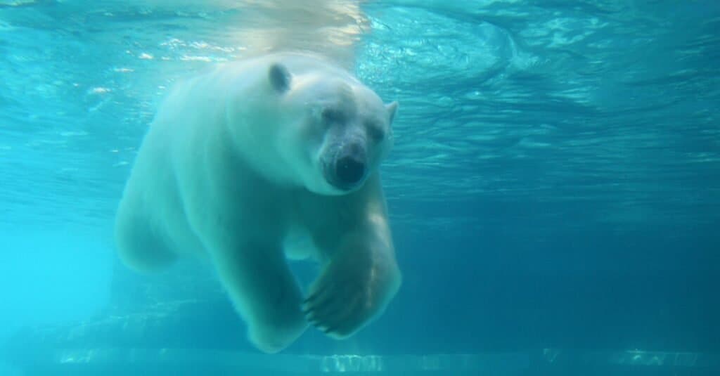 Yes, Polar Bears Can Swim! 9 Facts About These Amazing Swimmers