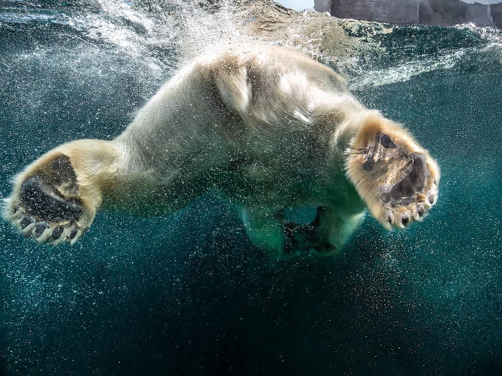 Yes, Polar Bears Can Swim! 9 Facts About These Amazing Swimmers