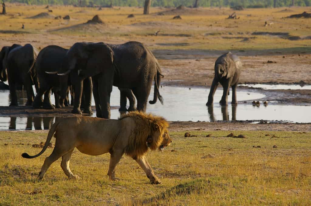 Courageous Lioness Tries To Prove Her Seniority And Takes Down An Elephant On Her Own