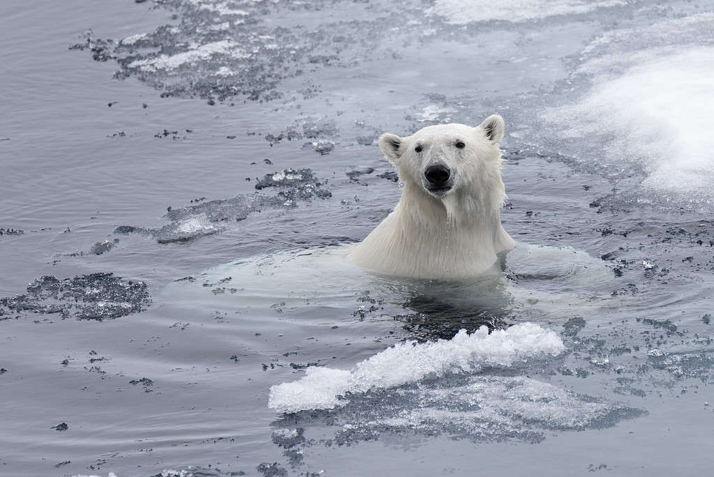 Yes, Polar Bears Can Swim! 9 Facts About These Amazing Swimmers