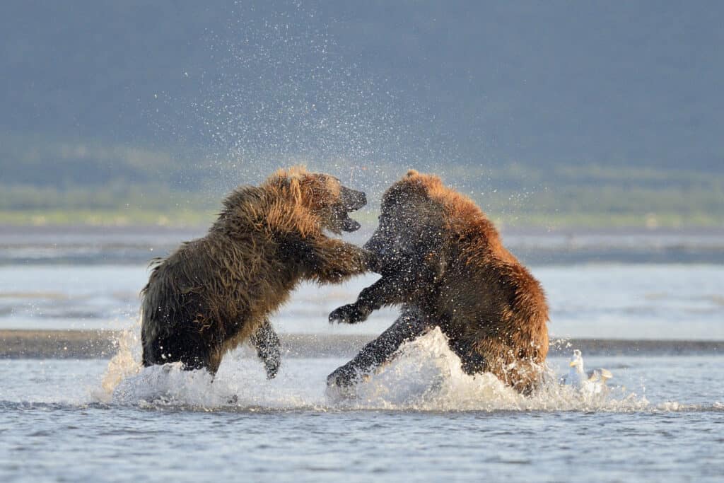 Fearless Bear Fights For His Life Against a Pack of Hunting Dogs