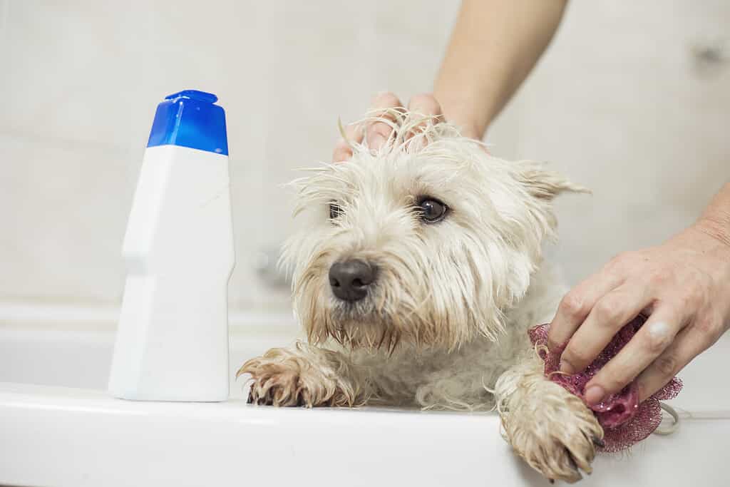 How to Groom a Westie: 6 Important Steps to Follow