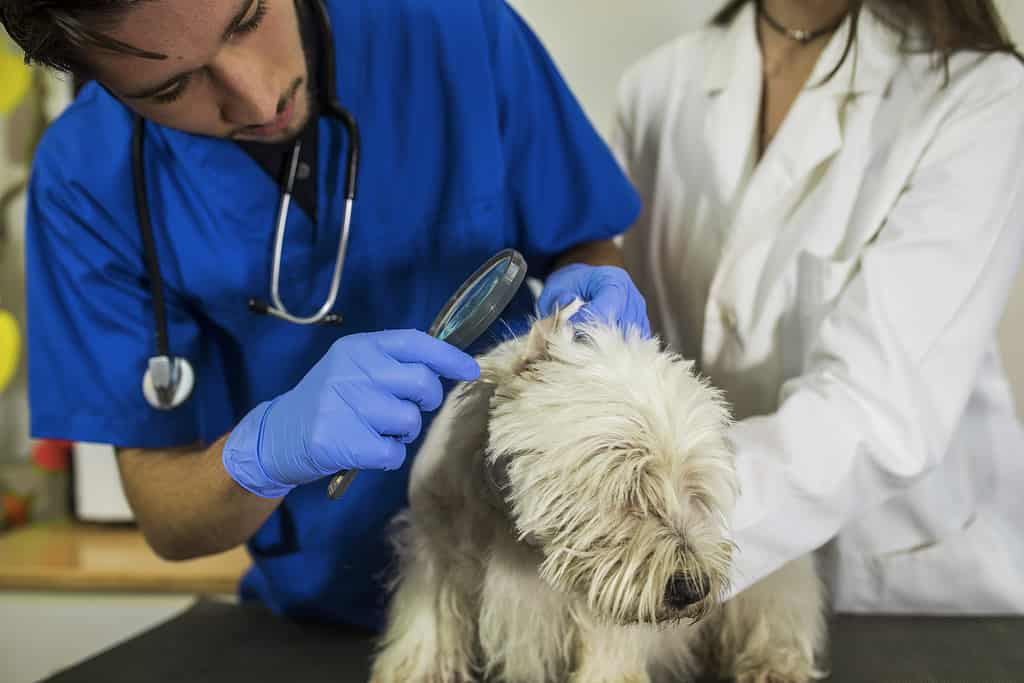 How to Groom a Westie: 6 Important Steps to Follow