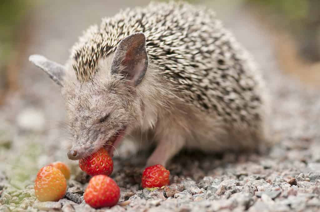 Can Hedgehogs Eat Fruit? 6 Facts About Their Diet