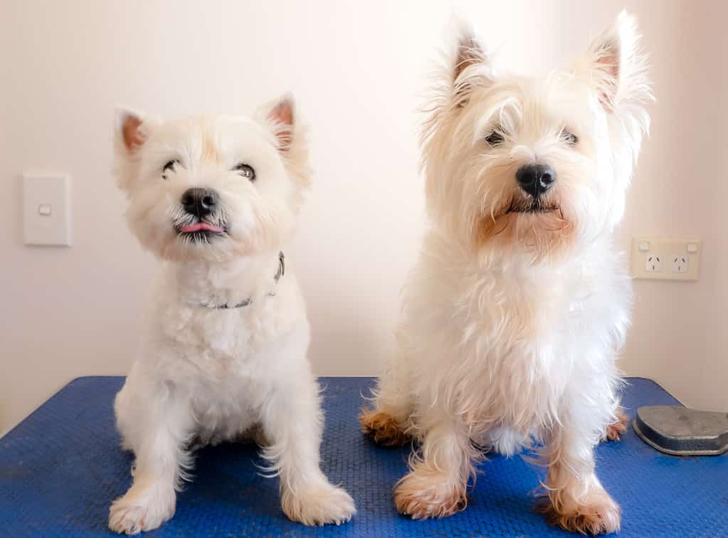 How to Groom a Westie: 6 Important Steps to Follow