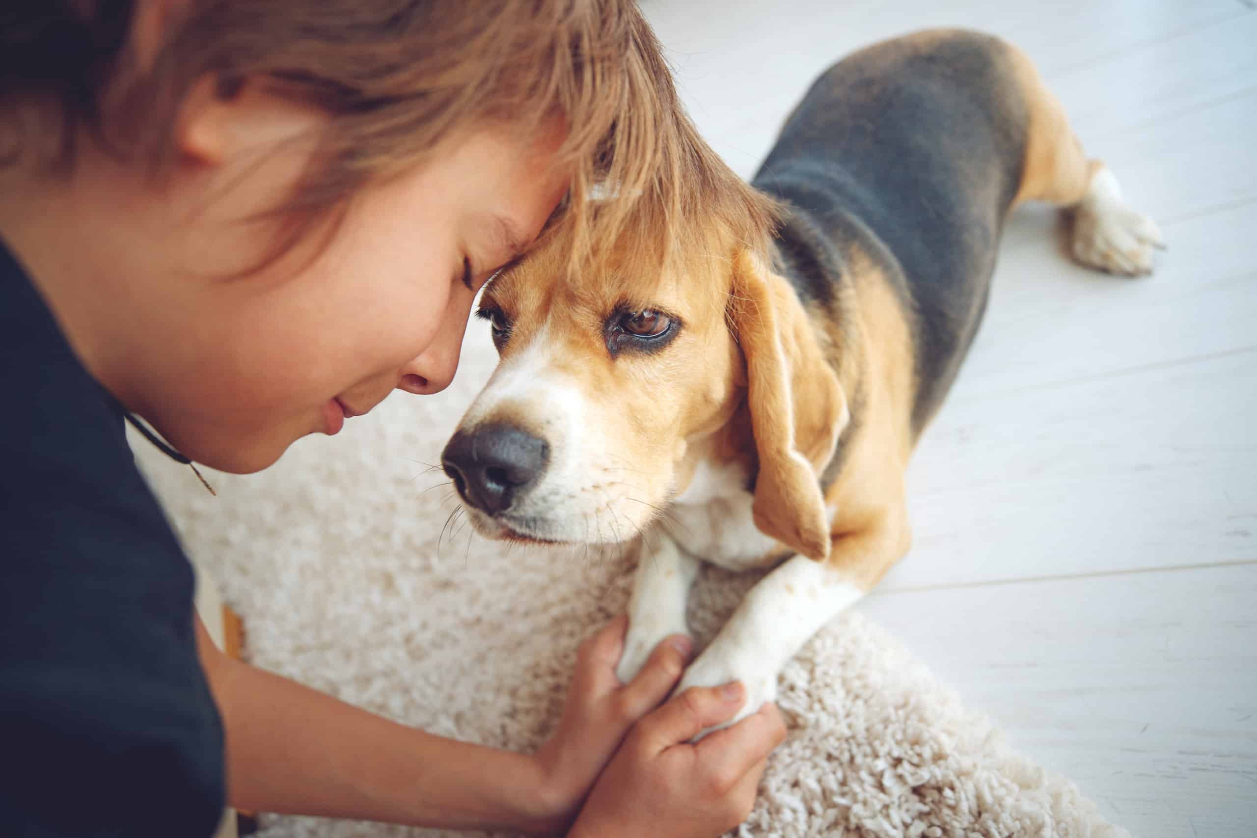 6 Reasons Beagles Are the Perfect Family Dog