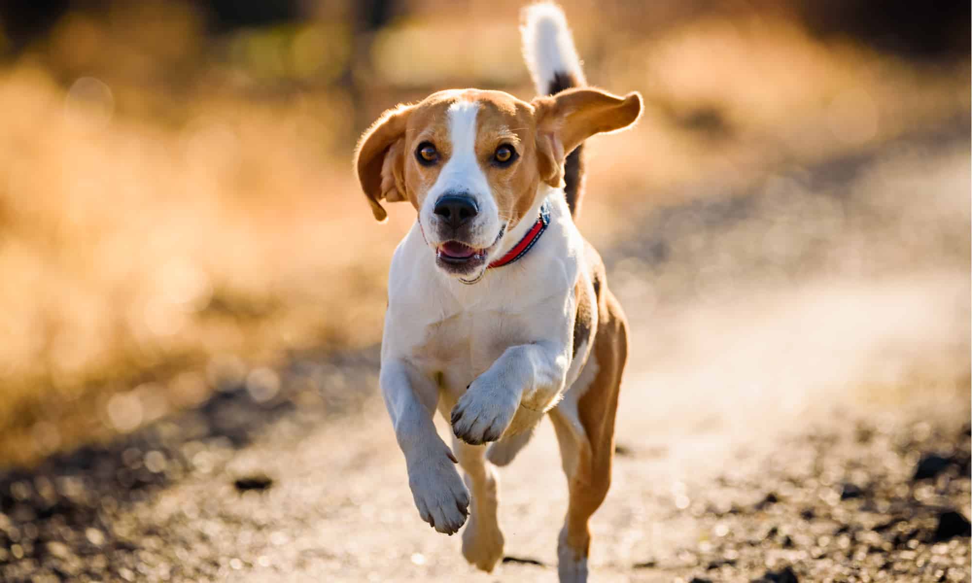 6 Reasons Beagles Are the Perfect Family Dog