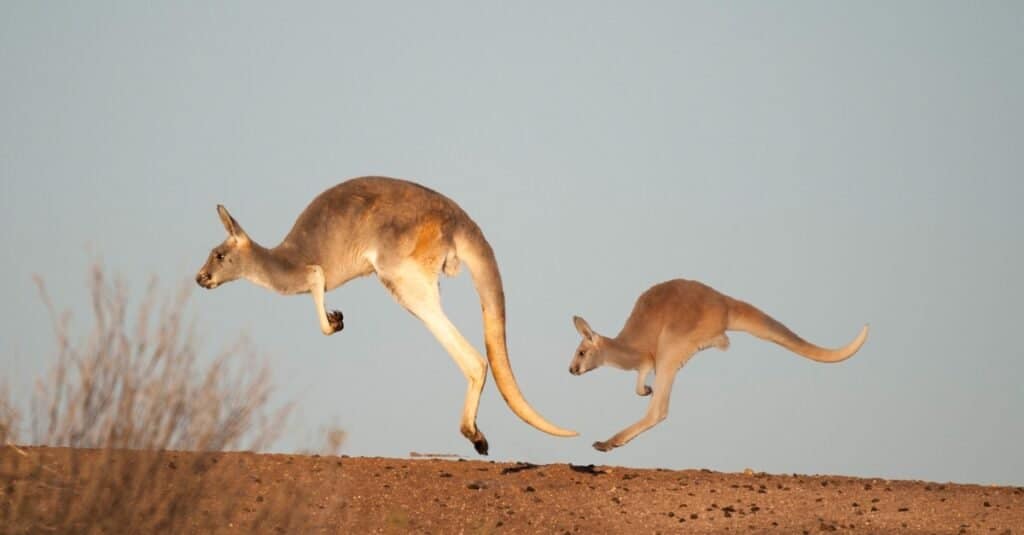 How Fast Are Kangaroos? Discover Top Speeds and Agility