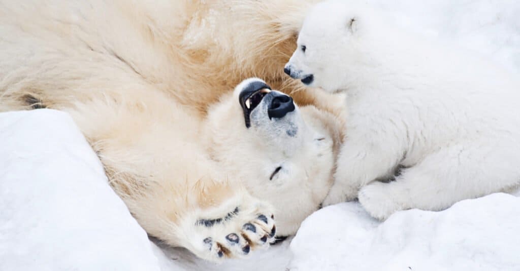 Yes, Polar Bears Can Swim! 9 Facts About These Amazing Swimmers