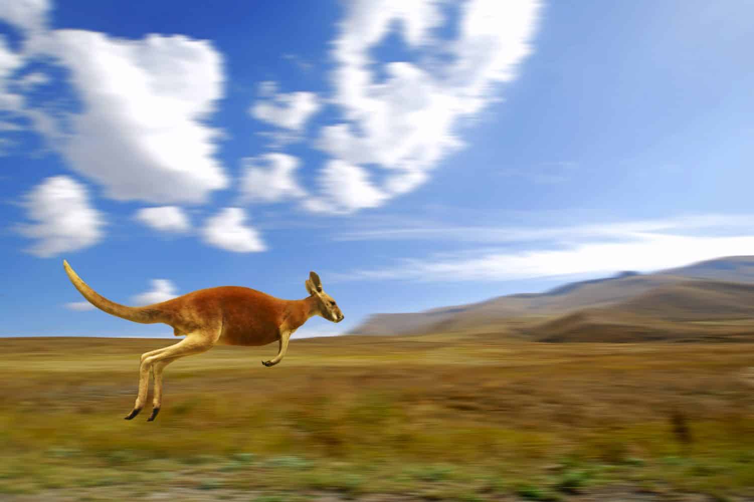 How Fast Are Kangaroos? Discover Top Speeds and Agility