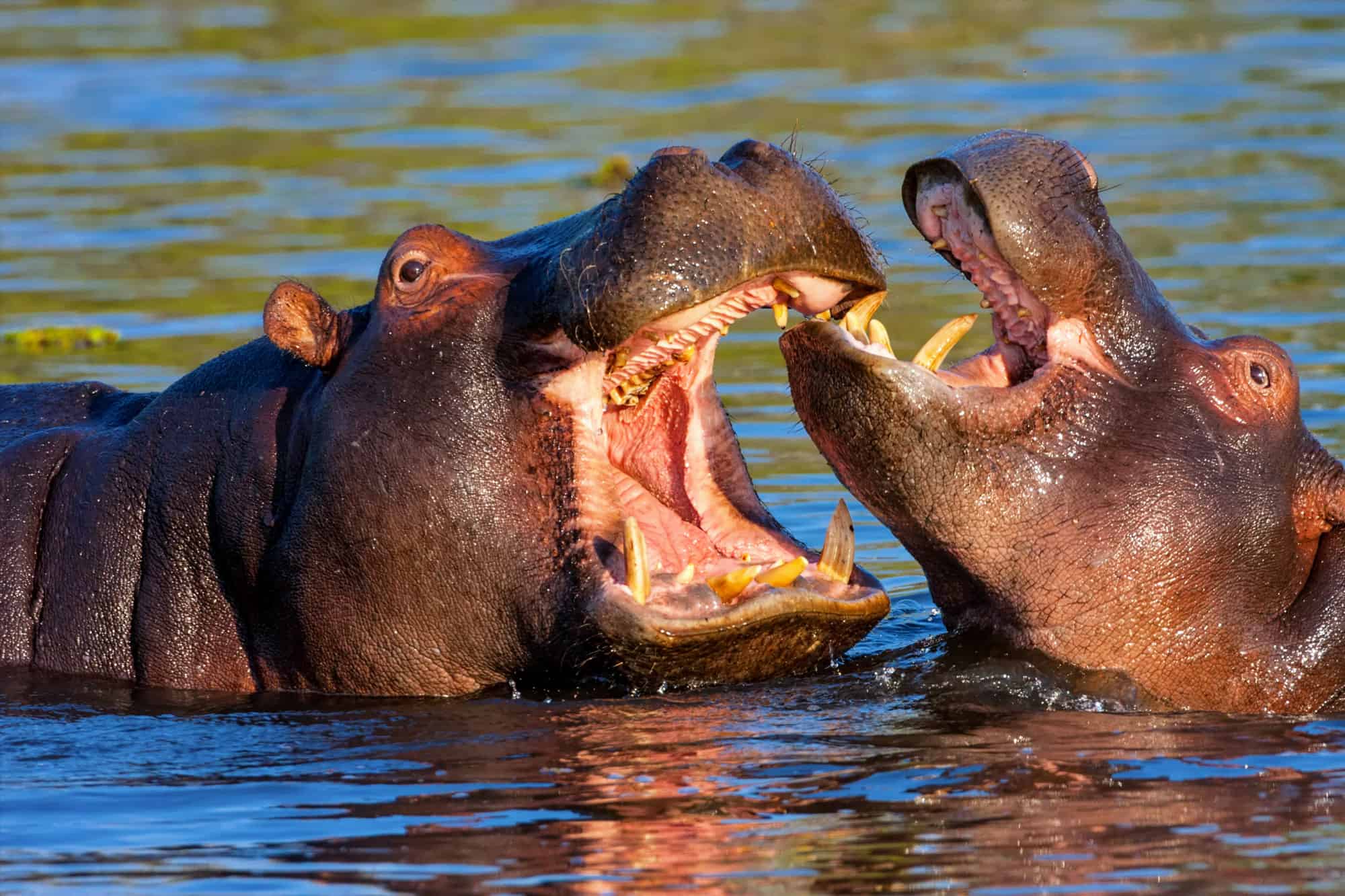 Territorial Hippos Throw a Tantrum and Charge at Zebras Crossing Their River