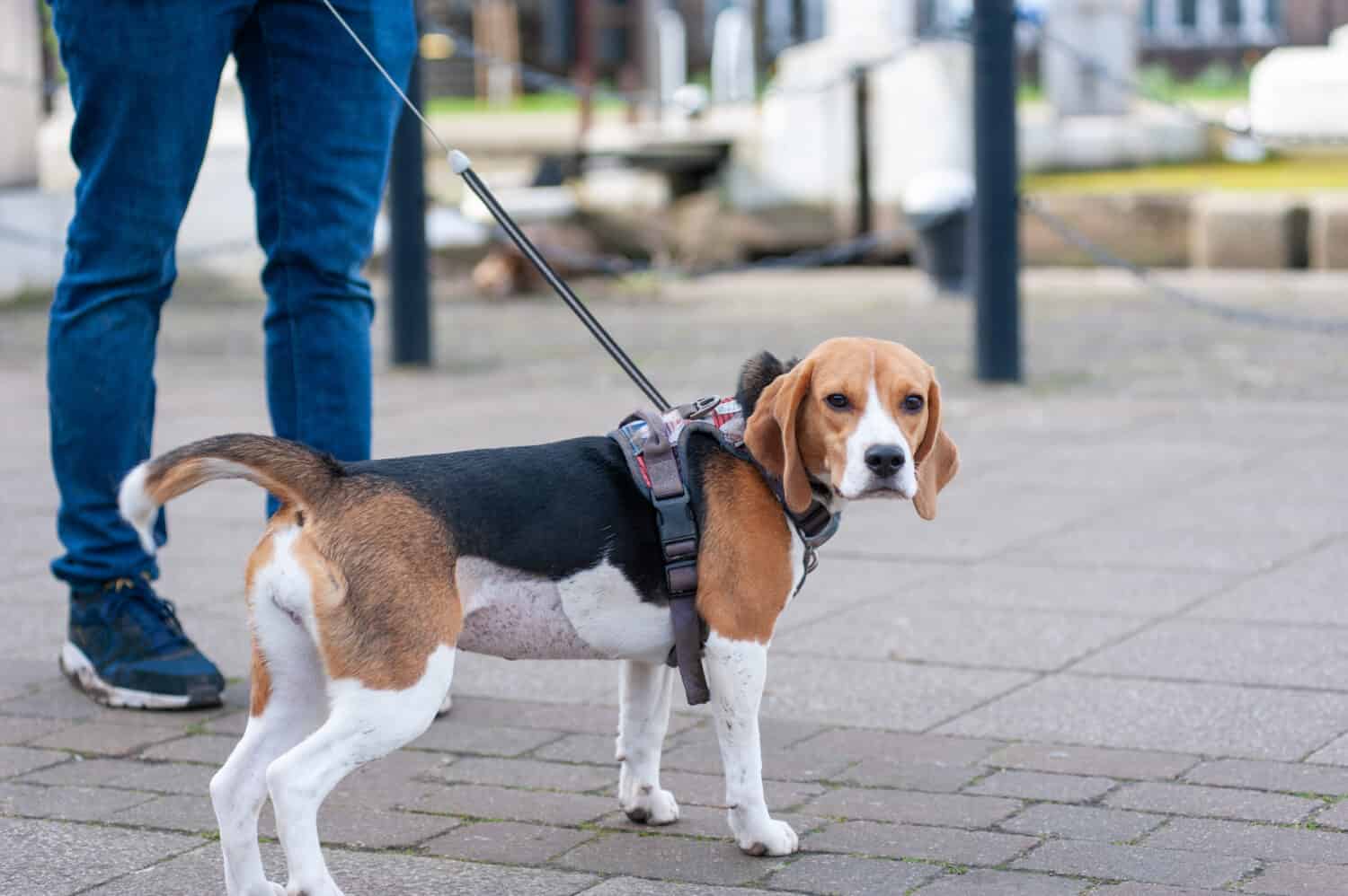 6 Reasons Beagles Are the Perfect Family Dog