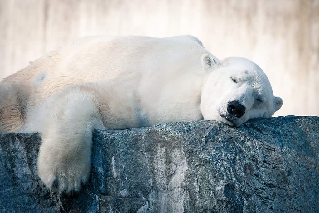 Yes, Polar Bears Can Swim! 9 Facts About These Amazing Swimmers