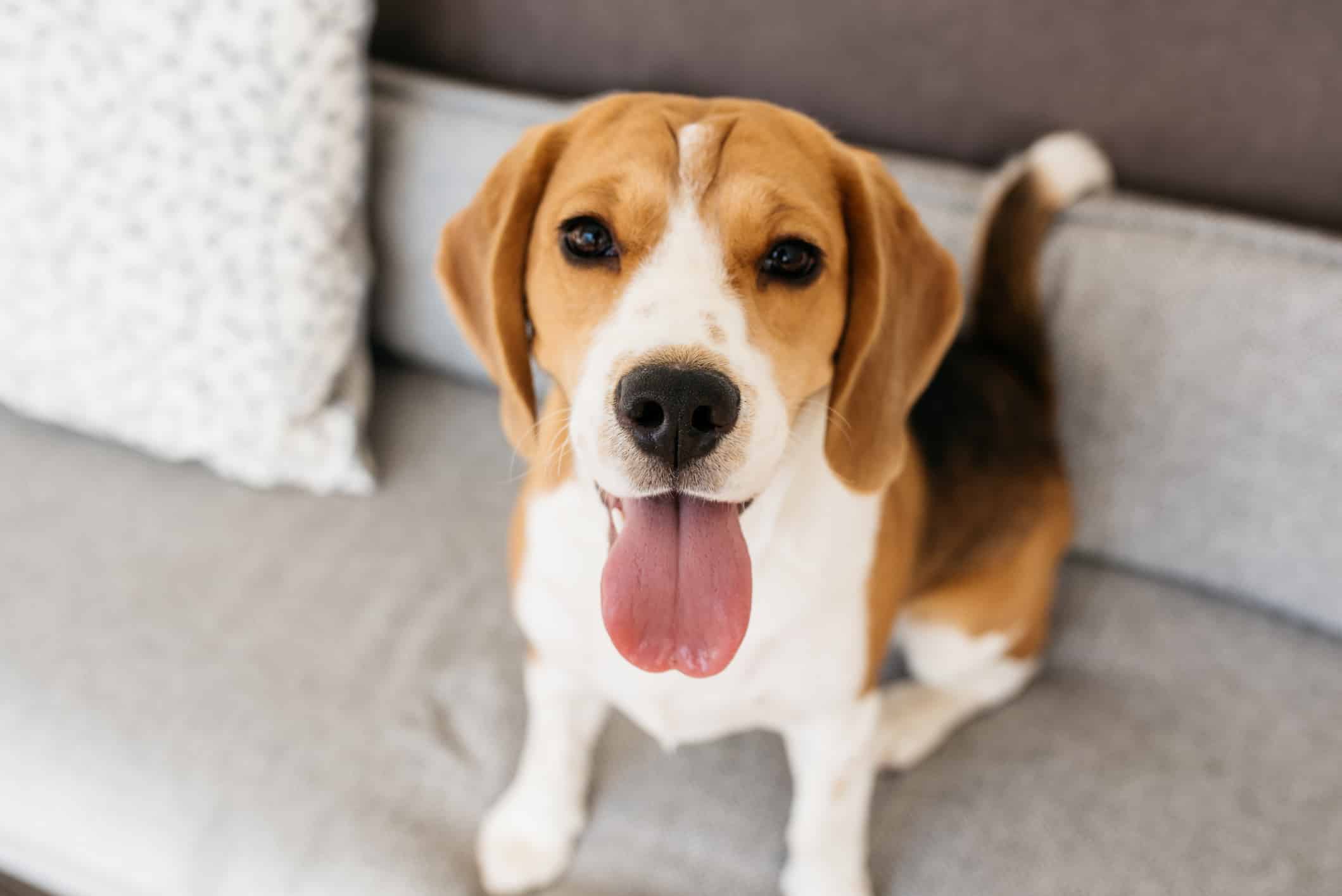 6 Reasons Beagles Are the Perfect Family Dog