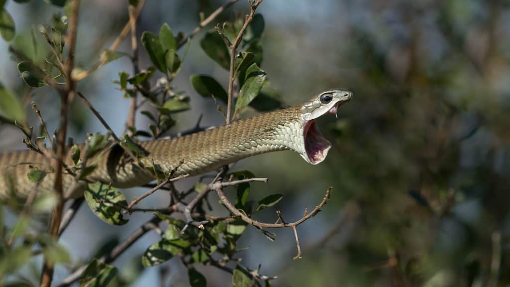 Courageous Chameleon Bites Back at a Venomous Snake Trying to Make It a Meal