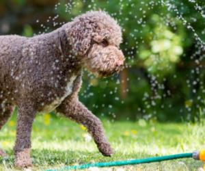 5 Easy Ways to Get Poop Out of Pet Fur