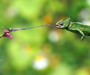 Courageous Chameleon Bites Back at a Venomous Snake Trying to Make It a Meal