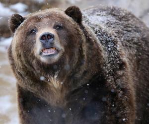 Fearless Bear Fights For His Life Against a Pack of Hunting Dogs