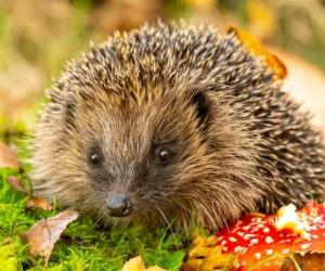 Can Hedgehogs Eat Fruit? 6 Facts About Their Diet