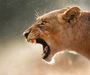 Courageous Lioness Tries To Prove Her Seniority And Takes Down An Elephant On Her Own