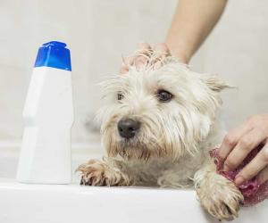 How to Groom a Westie: 6 Important Steps to Follow