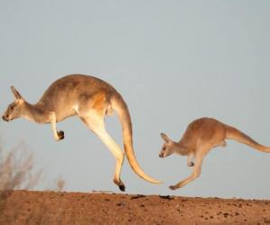 How Fast Are Kangaroos? Discover Top Speeds and Agility