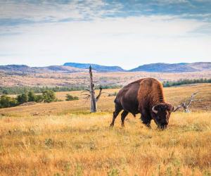 Discover How a Herd of Bison Suddenly Invaded a Baltimore Neighborhood