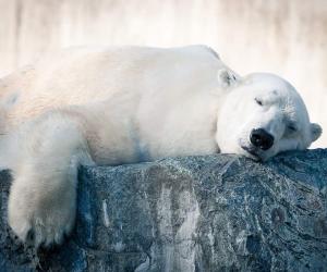 Yes, Polar Bears Can Swim! 9 Facts About These Amazing Swimmers