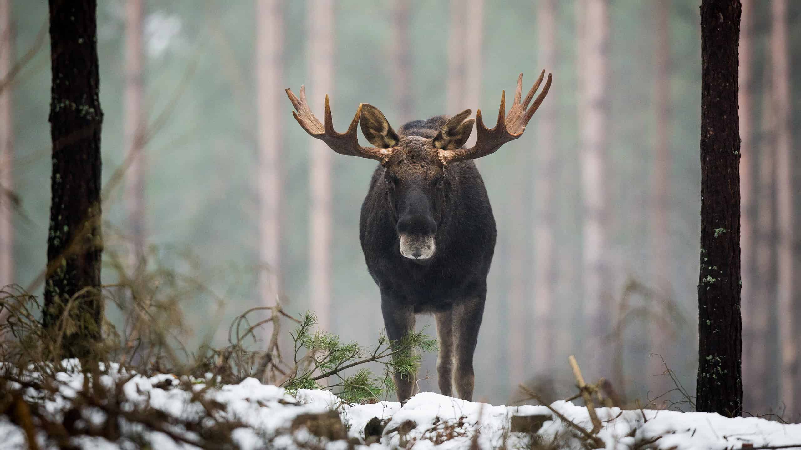 This Angry Moose Charges At a Man And His Chihuahua Saves Him