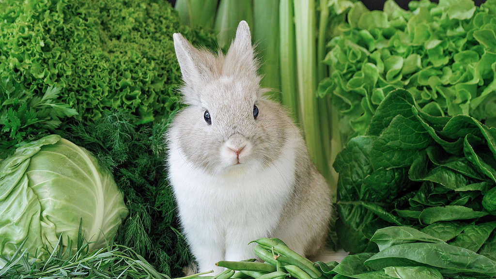 Yes, Rabbits Can Eat Green Beans! But Follow These 5 Tips