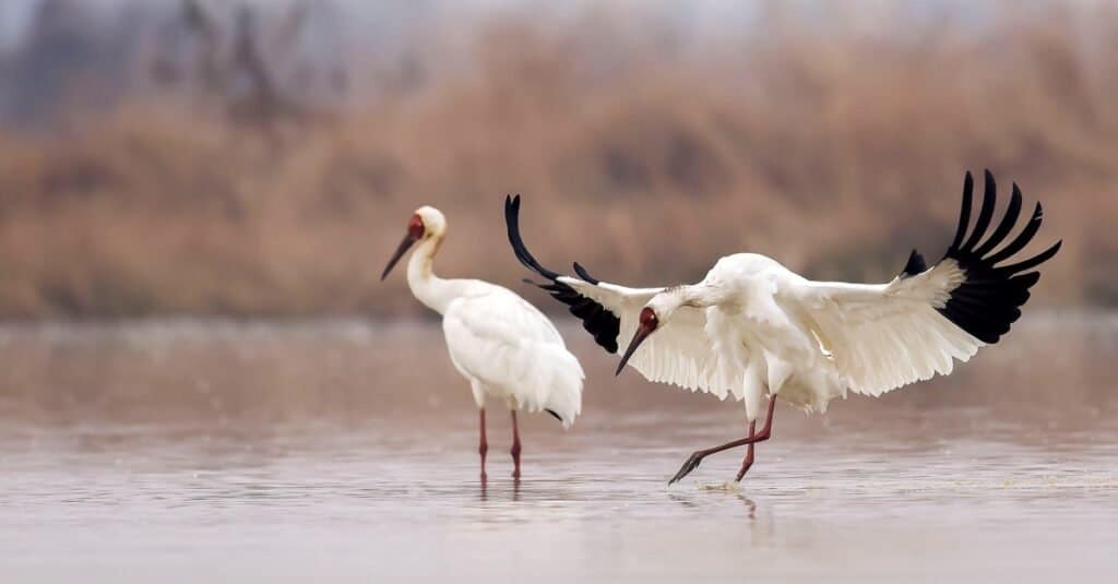 Discover 10 Animals Found In and Around China's Famous Yangtze River