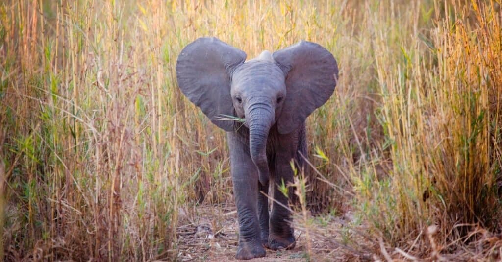 Hear This Baby Elephant Cry Out for Help As It Gets Stuck in a Mud Pit