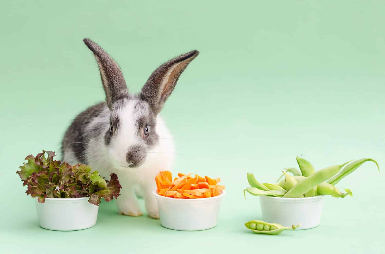 Yes, Rabbits Can Eat Green Beans! But Follow These 5 Tips