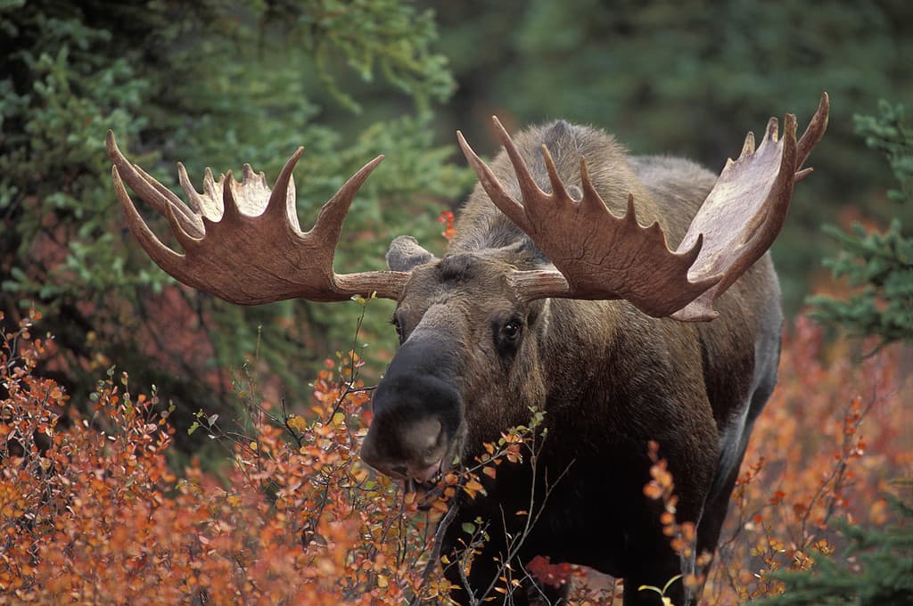 This Angry Moose Charges At a Man And His Chihuahua Saves Him