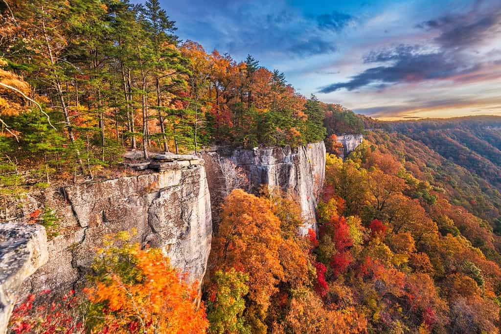 6 Places You're Most Likely to Encounter a Bear in West Virginia This Winter