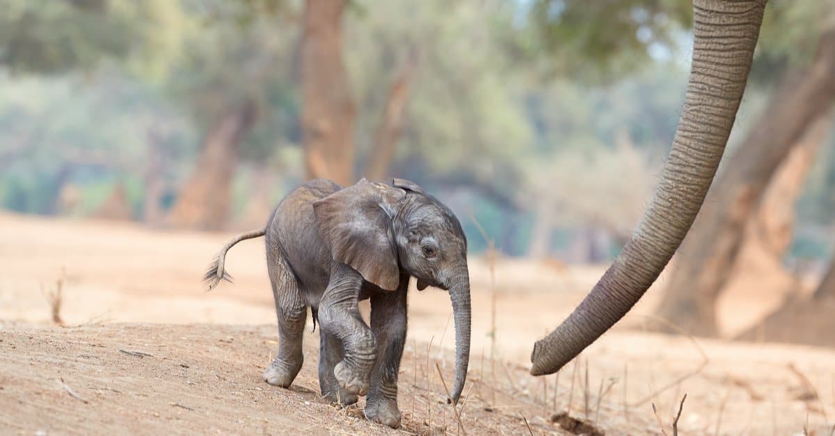 Hear This Baby Elephant Cry Out for Help As It Gets Stuck in a Mud Pit