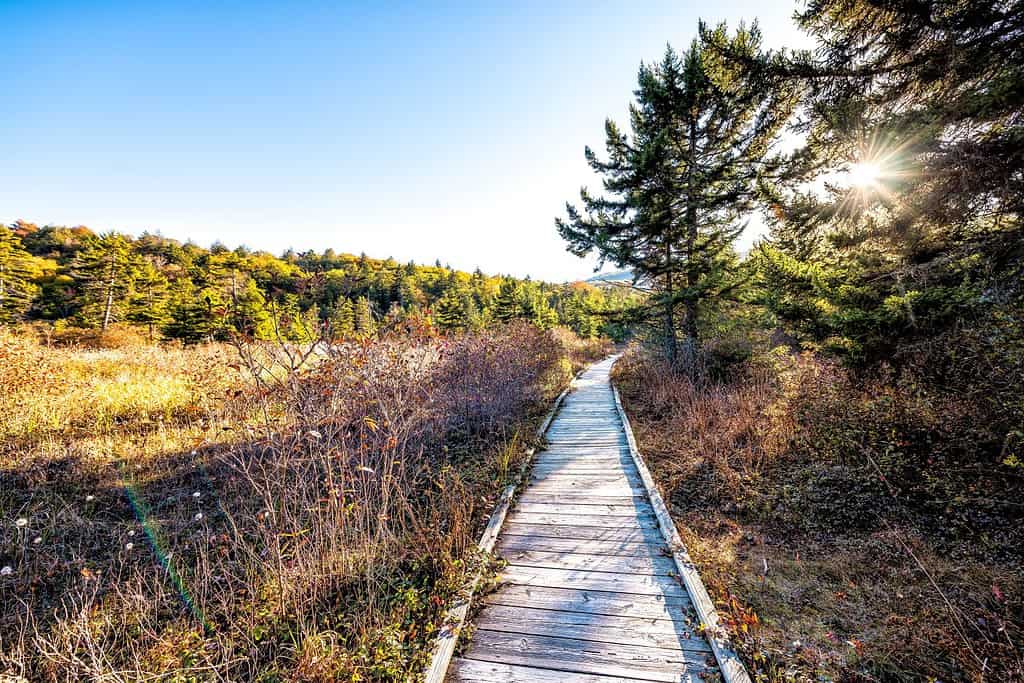 6 Places You're Most Likely to Encounter a Bear in West Virginia This Winter