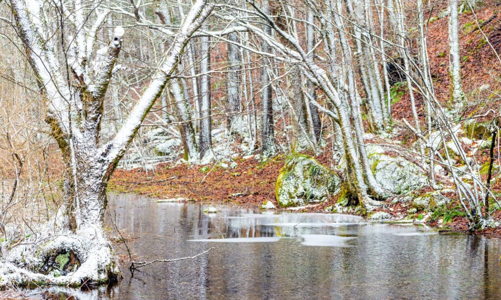 6 Places You're Most Likely to Encounter a Bear in West Virginia This Winter