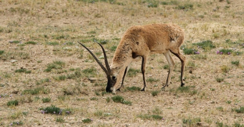 Discover 10 Animals Found In and Around China's Famous Yangtze River