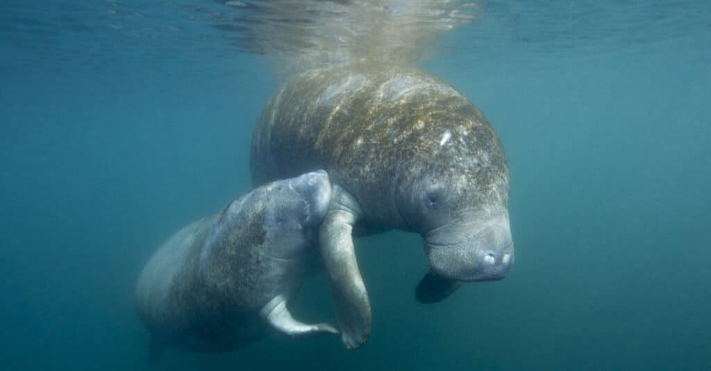 Discover 10 Amazing Zoos and Aquariums With Manatees