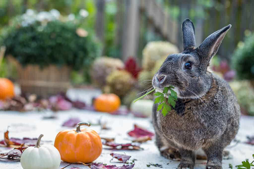 Yes, Rabbits Can Eat Green Beans! But Follow These 5 Tips