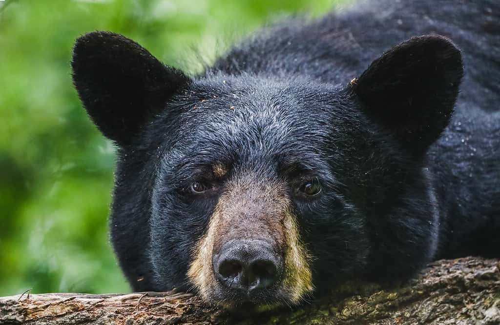 6 Places You're Most Likely to Encounter a Bear in West Virginia This Winter