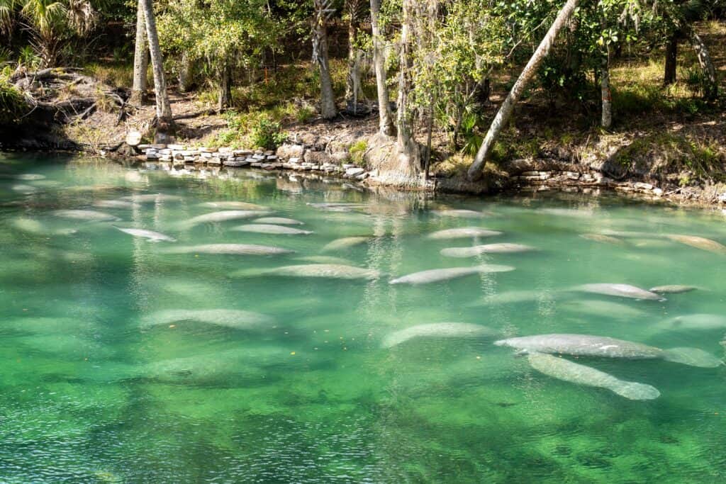 Discover 10 Amazing Zoos and Aquariums With Manatees