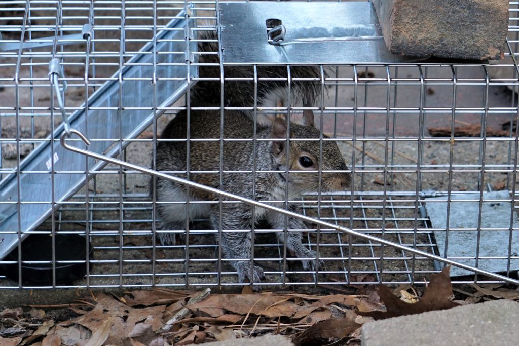 5 Natural and Effective Ways to Get Rid of Squirrels