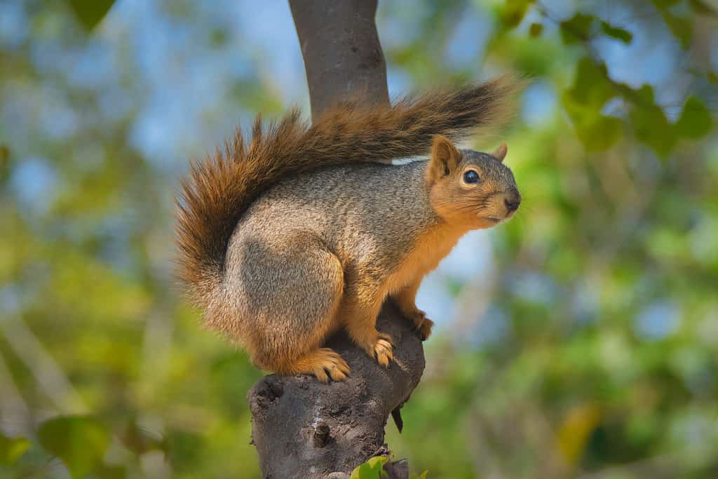 5 Natural and Effective Ways to Get Rid of Squirrels