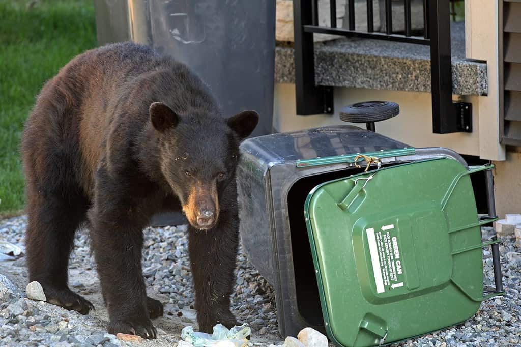 6 Places You're Most Likely to Encounter a Bear in West Virginia This Winter