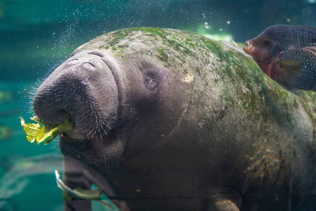 Discover 10 Amazing Zoos and Aquariums With Manatees