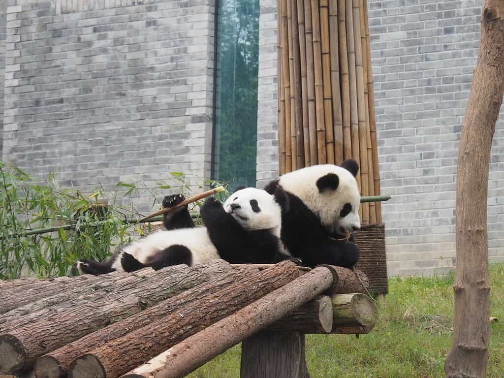 Discover 10 Animals Found In and Around China's Famous Yangtze River